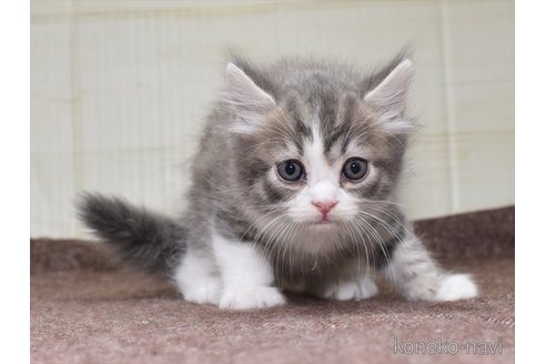 成約済の愛知県のスコティッシュフォールド-61555の1枚目